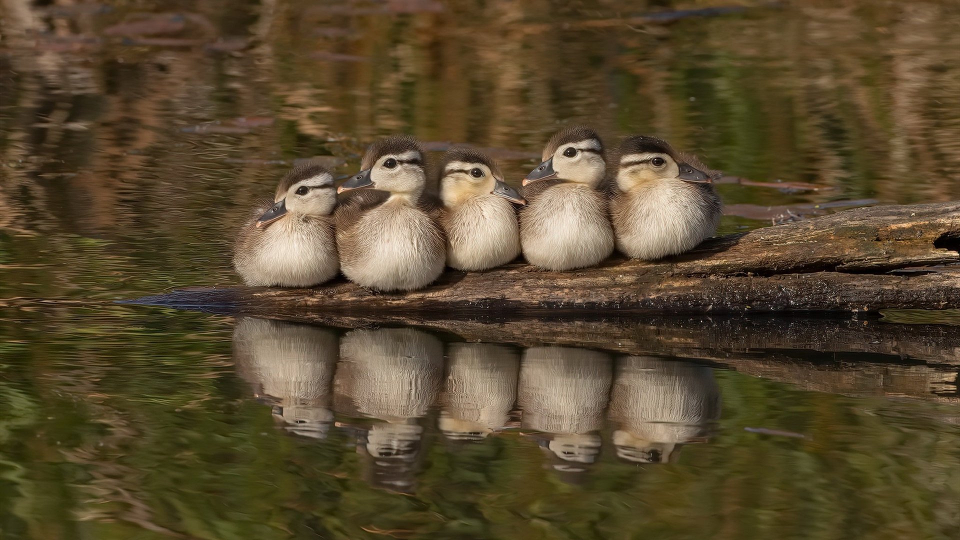 【文化融合】棒球在不同地区的文化特色，棒球运动介绍