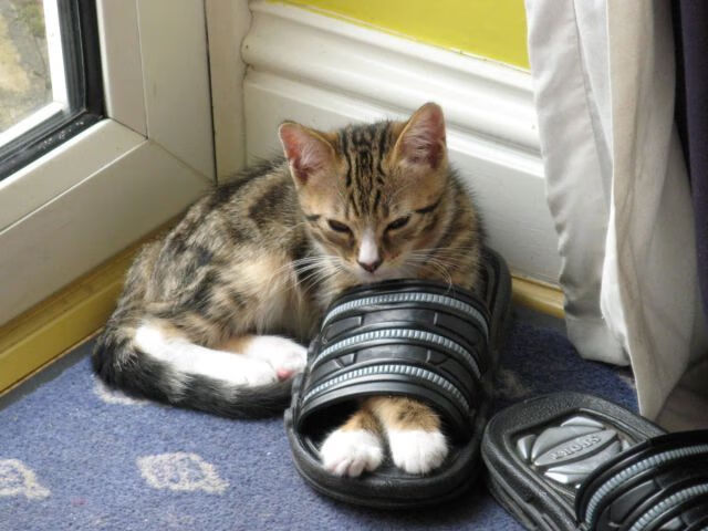 Kaiyun(中国)开云-【水手队状态回暖】从连续失利到连胜五场，水手水手