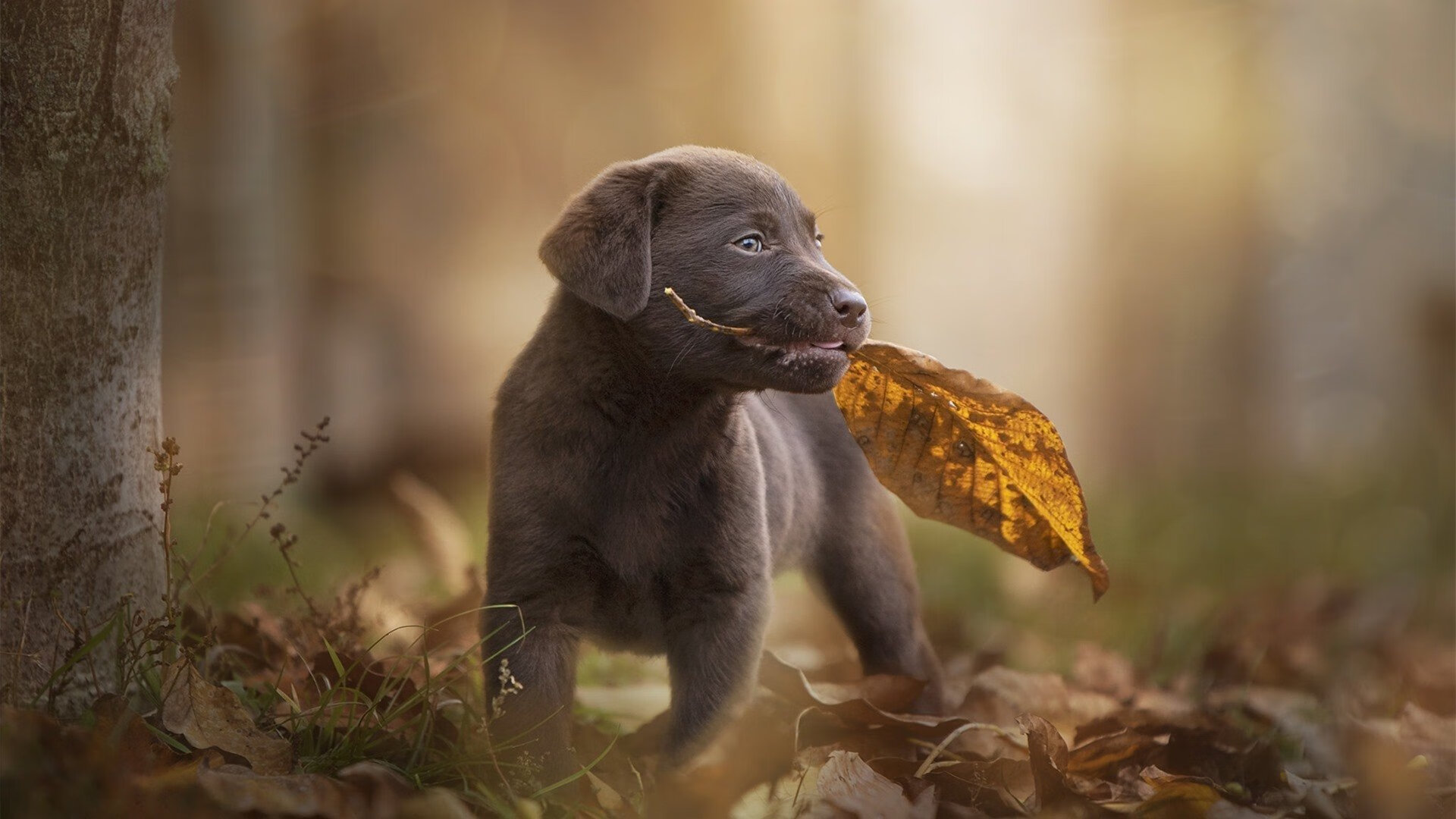 产业链纵览:硬件、内容、赛事,打造完整的电竞生态圈,电竞行业产业链的构成是什么