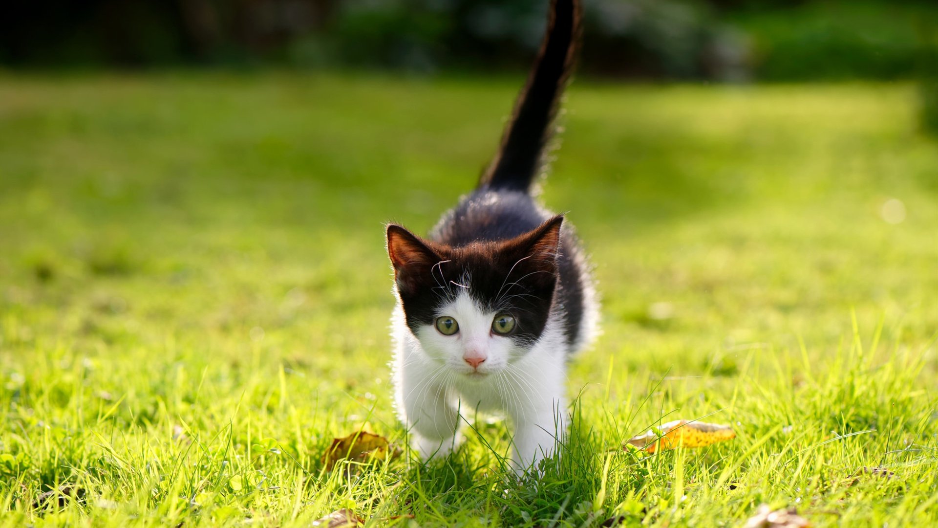 哈兰德神级表现，英超连续10场破门领跑射手榜，哈兰德联赛进球