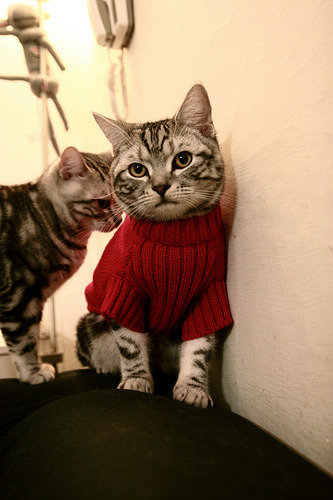 kaiyun官方入口登录-布鲁诺·卡博克洛在巴黎奥运会小组赛中展现领导力，布鲁诺-卡波科洛